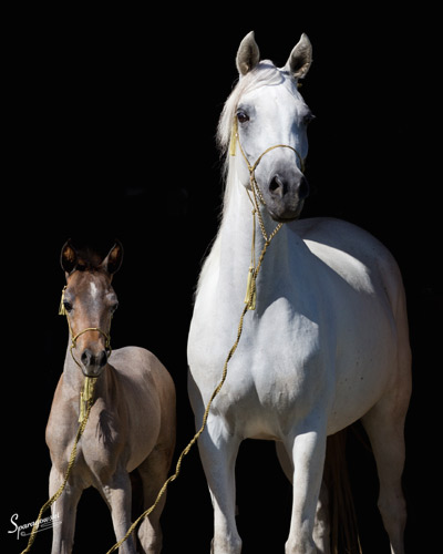 Hanaa Al Badia ( Al Adeed Al Shaqab x Shadenn )